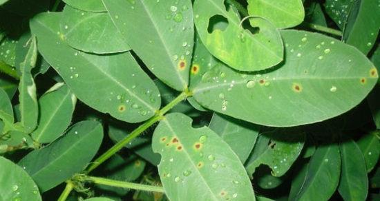 千日红病虫害及防治方法（千日红植物的5种病虫害及防治方法）