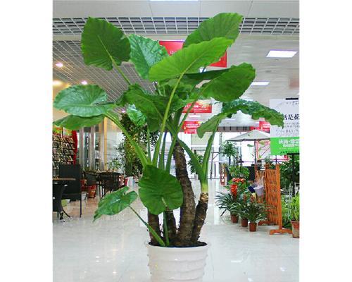 室内大型观叶植物——让你的家更有生机（种植、养护、选购，成为植物爱好者的正确指南）