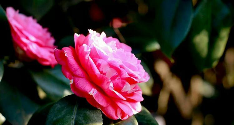 观赏山茶花之美（山茶花开放的时间、地点、特点与赏花技巧）