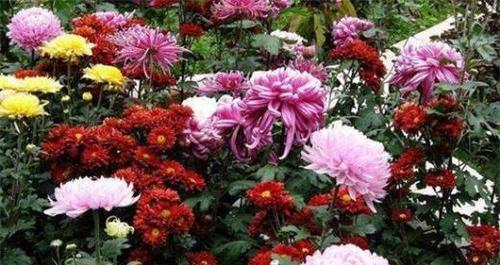 揭秘菊花开花期（一年四季，花香不断）
