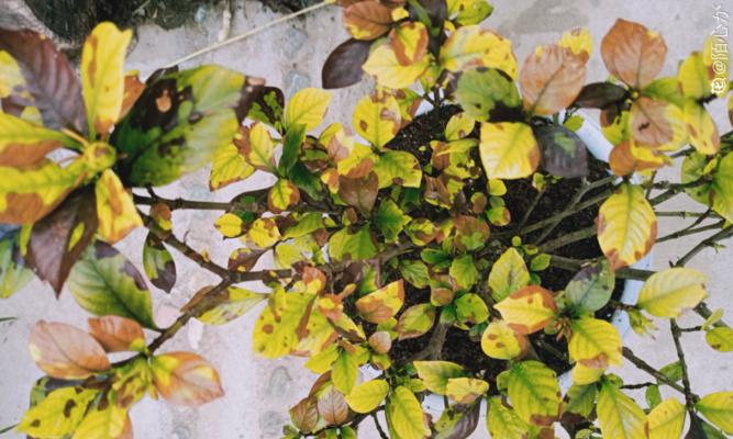 栀子花黄叶的原因与治疗方法（浅谈栀子花黄叶的症状、诊断与处理）