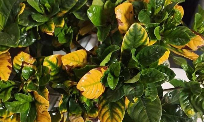 栀子花黄叶的原因与治疗方法（浅谈栀子花黄叶的症状、诊断与处理）
