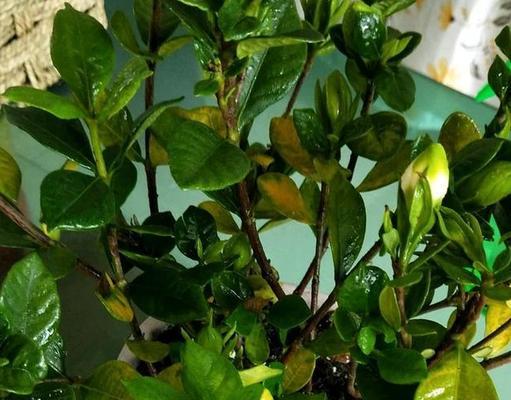 栀子花黄叶的原因与治疗方法（浅谈栀子花黄叶的症状、诊断与处理）