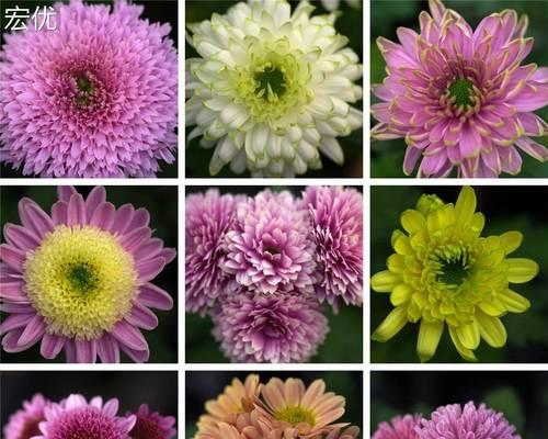 探寻菊花的瑰丽多样——菊花种类大全（了解不同菊花品种的特点及栽培方法）