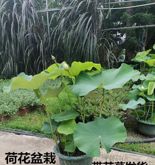 探秘室外水培植物的奇妙世界（解析室外水培植物的优点、技巧和实用性）