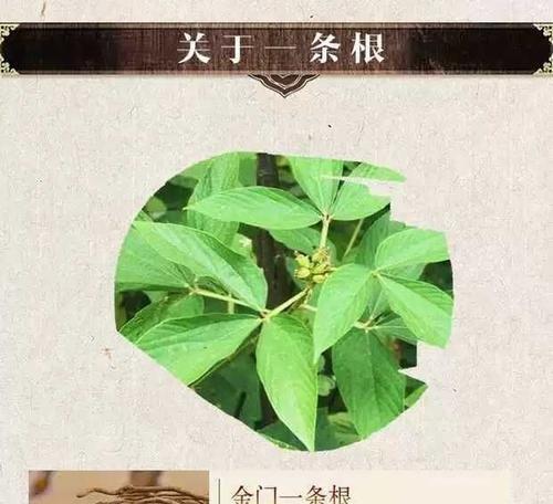 探究根的作用（解读根在植物中的重要性）