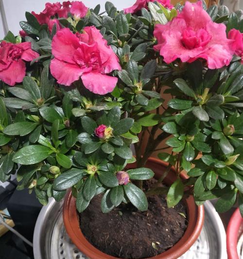 室内杜鹃花怎么养？｜（养护技巧分享，让您的室内杜鹃花常青常美）