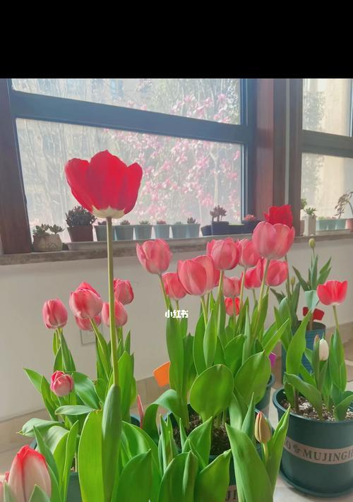 春节开花的郁金香种球栽种方法（打造春节花海，了解这些要点！）
