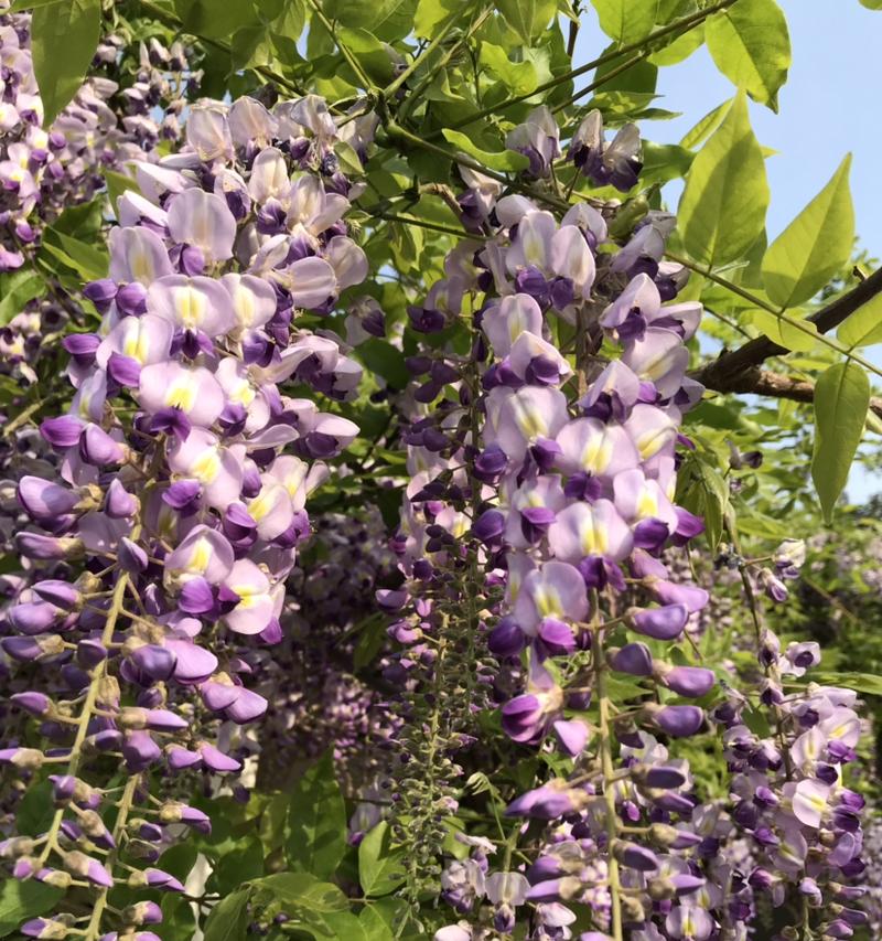 紫藤花的种植技巧（适合北方气候的品种推荐）
