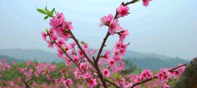 迎接春天，与美丽的植物相约（探寻春天美丽植物世界，畅享春日美好）