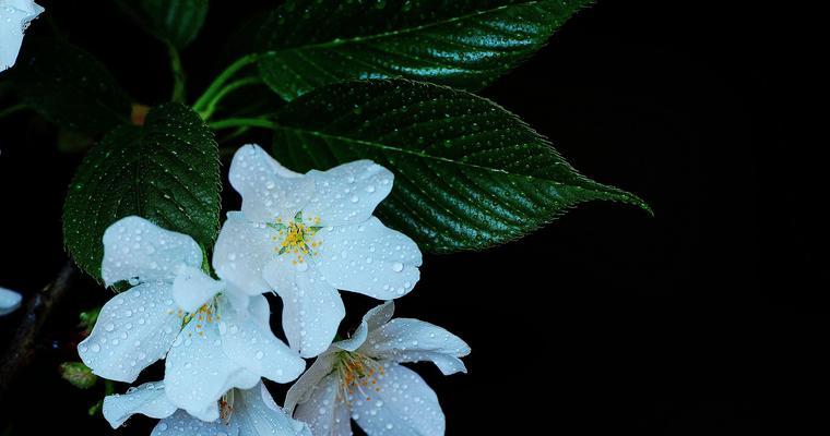 了解樱花的象征与精神内涵（了解樱花的象征与精神内涵）