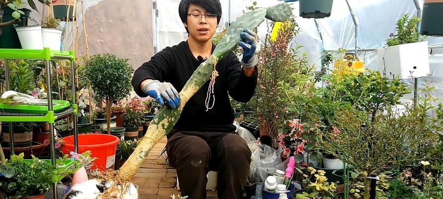 蟹爪嫁接技术详解（掌握蟹爪嫁接方法，提高果树产量）
