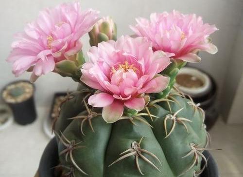 探寻仙人球开花品种（了解不同类型的仙人球开花特征与栽培技巧）