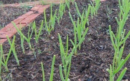 大蒜种植技巧（掌握种植时间和方法，助力高产丰收）