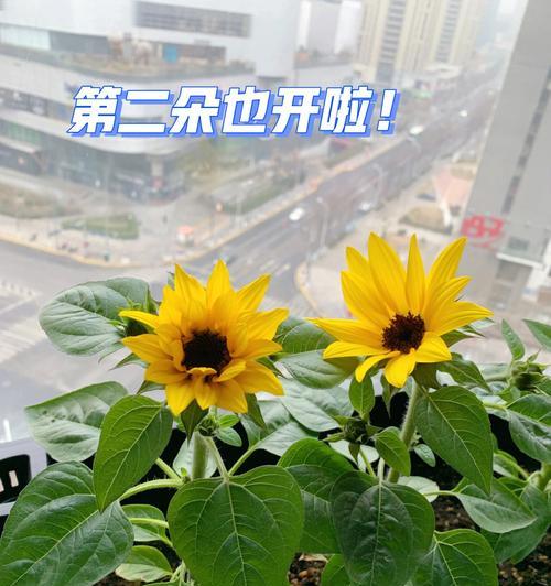 向日葵需要每天浇水吗？（探究向日葵的浇水需求及栽培技巧）