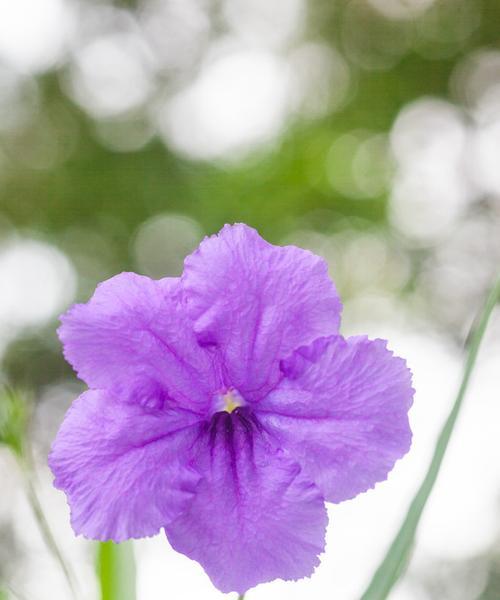 紫罗兰花的寓意与象征意义（传递美好情感的花语与文化内涵）