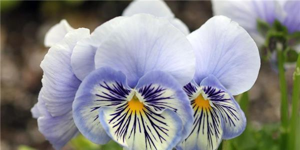 紫罗兰花的寓意与象征意义（传递美好情感的花语与文化内涵）