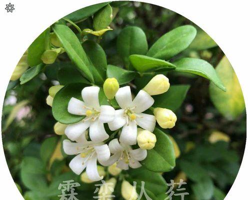 九里香开花时间及特点