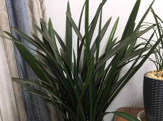 墨兰花的养殖方法和注意事项（学会养墨兰花，让家中更加有情调）