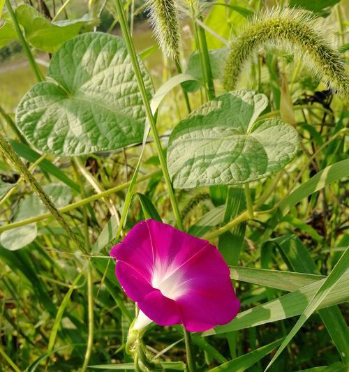 秋天最美的花——菊花（金秋菊香，秋意渐浓）