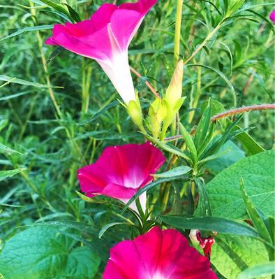 秋天最美的花——菊花（金秋菊香，秋意渐浓）