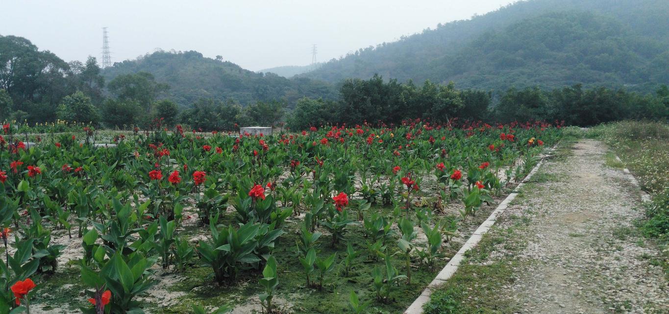 美人蕉的种植方法（如何轻松打造美丽花园？）