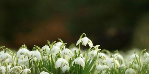 雪滴花（美丽神秘的雪滴花，让我们探寻其中的花语和传说）