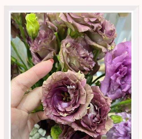 洋桔梗花语（洋桔梗花语的深层内涵和启示）