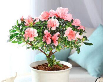 以养杜鹃花的寓意与意义（触摸自然之美，感受生命的变迁）