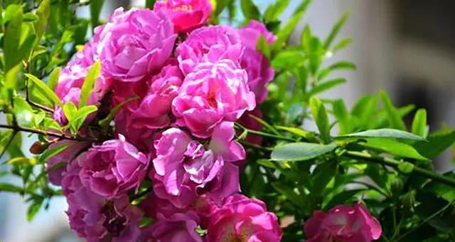 野蔷薇的花语与代表意义（探寻野蔷薇花语中的浪漫和坚强）