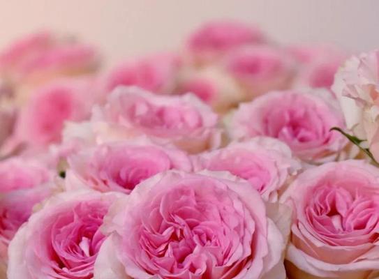 粉色玫瑰的花语与意义（解读粉色玫瑰的隐藏含义，传递爱与关怀）