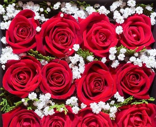 红玫瑰的象征意义（一朵红玫瑰所代表的爱与热情）