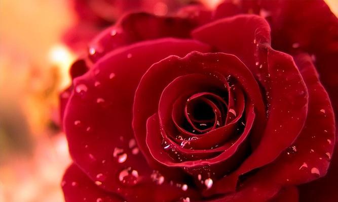 一朵玫瑰花的花语（用一朵玫瑰花传递爱的语言，赋予情感以美丽和深意）