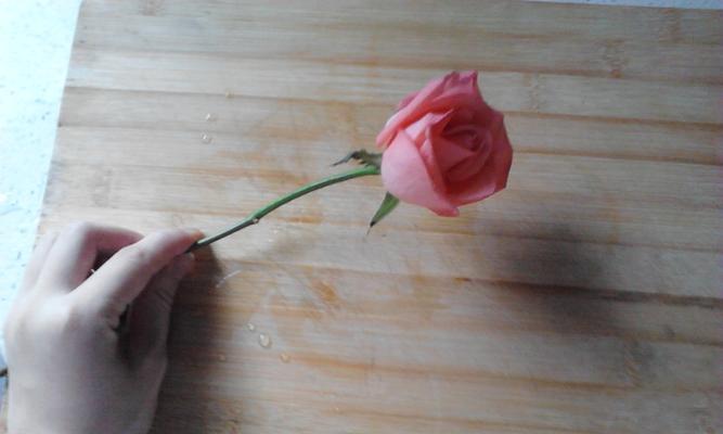 红玫瑰的意义与象征（一朵花，千般寓意）