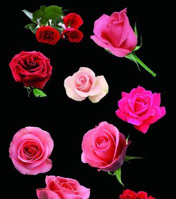 玫瑰花的象征意义及其传承（探索玫瑰花的深层含义与历史沿革）