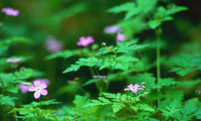 樱花草花语之美——自然与纯洁（探秘樱花草的寓意与传说）