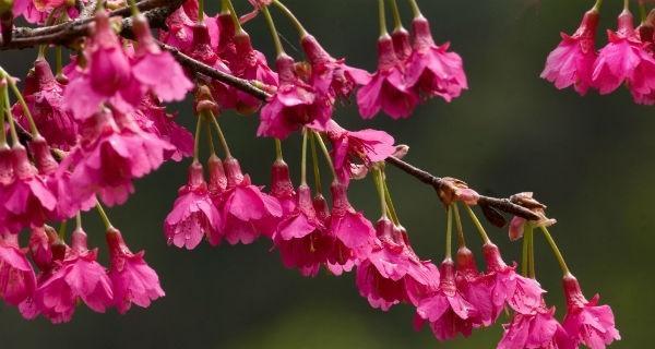 樱花花语的美丽寓意（樱花的花语与内涵）