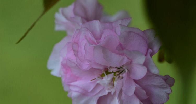 樱花花语的意义与传承（探寻樱花花语的深层含义与文化传统）