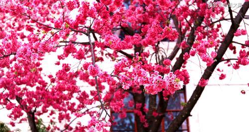 樱花的花语与寓意（探寻樱花的深层含义）