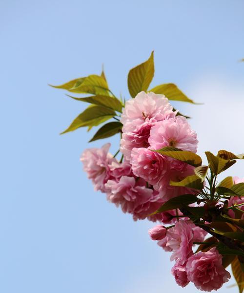 樱花的花语与寓意（探寻樱花的深层含义）