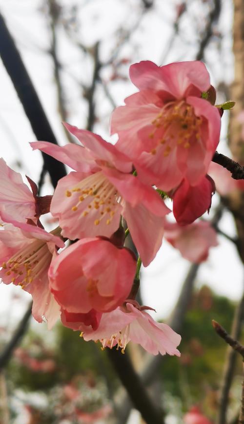 樱花花语的魅力与寓意（探索樱花花语的深层内涵与美丽）