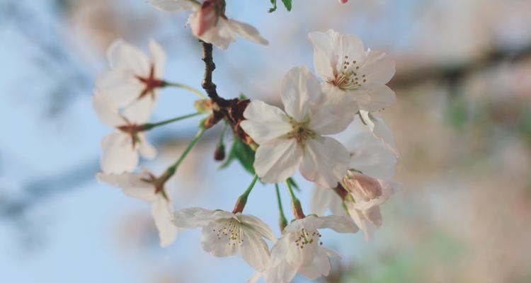 樱花花语的意义与传承（探寻樱花的美丽和深意，感受花语的魅力）