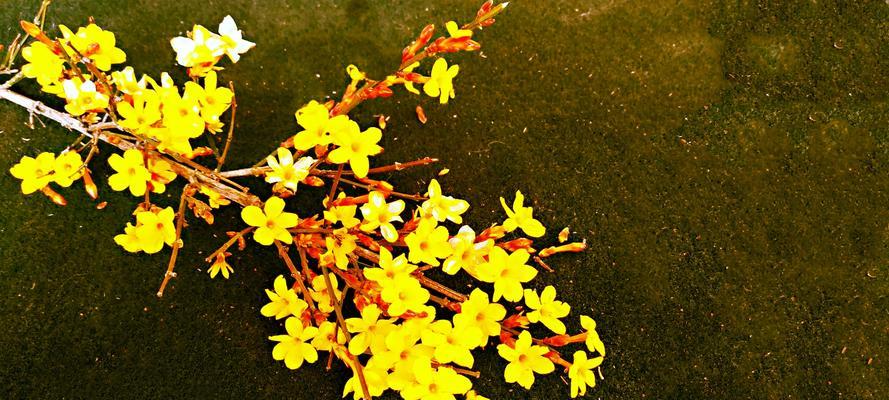 春天的象征——迎春花的花语（传递希望与新生的美丽花朵）