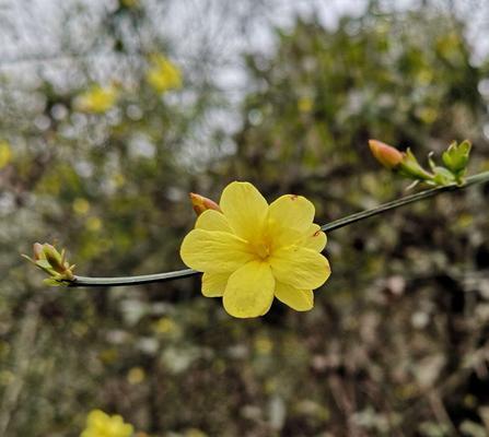 迎春花（传递春天的信息，献给希望与梦想的人们）