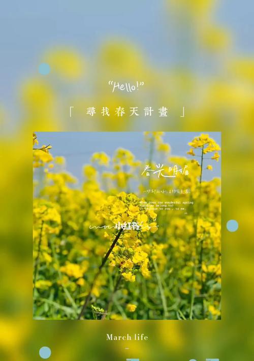 油菜花的花语与寓意（探秘油菜花的美丽与哲学）