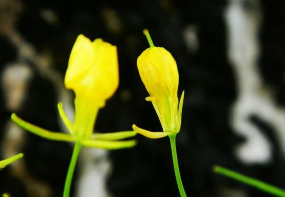 油菜花的花语与寓意（探秘油菜花的美丽与哲学）