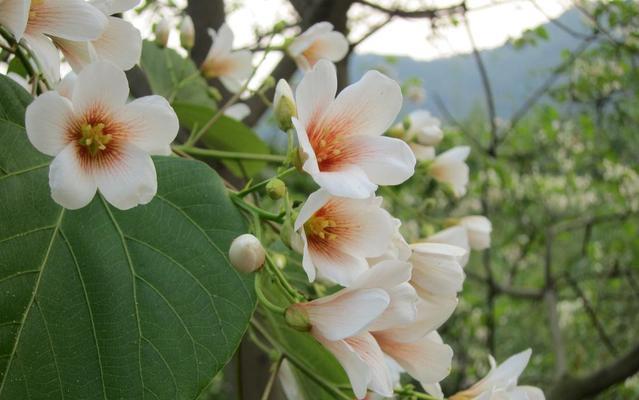 油桐花开，情窦初开（浪漫花海，情动春心）