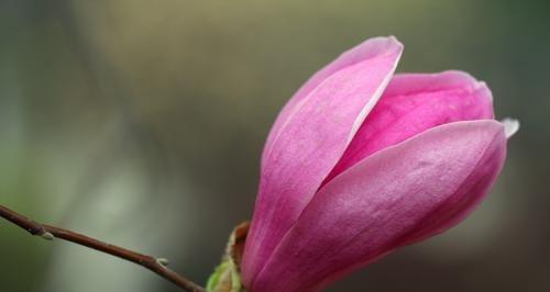 玉兰花的美丽与深意（玉兰花的花语、寓意及应用场景）