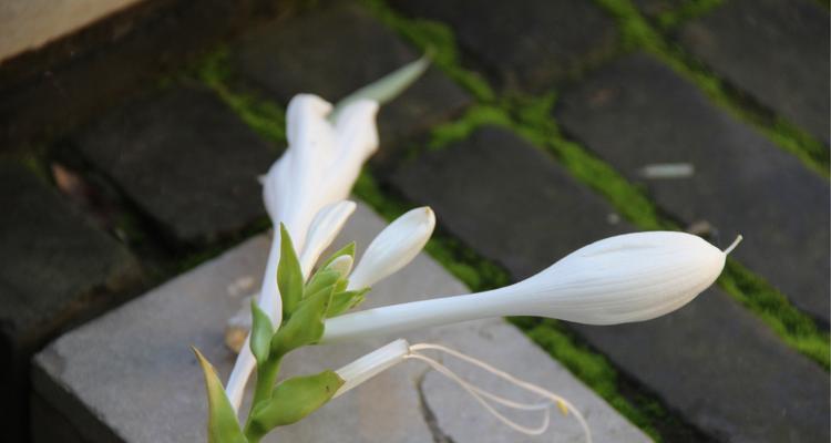 以玉簪花的花语与寓意（探寻玉簪花的象征与内涵）