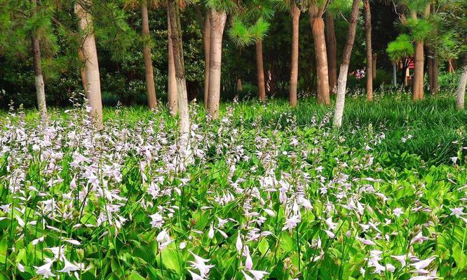 以玉簪花的花语与寓意（探寻玉簪花的象征与内涵）